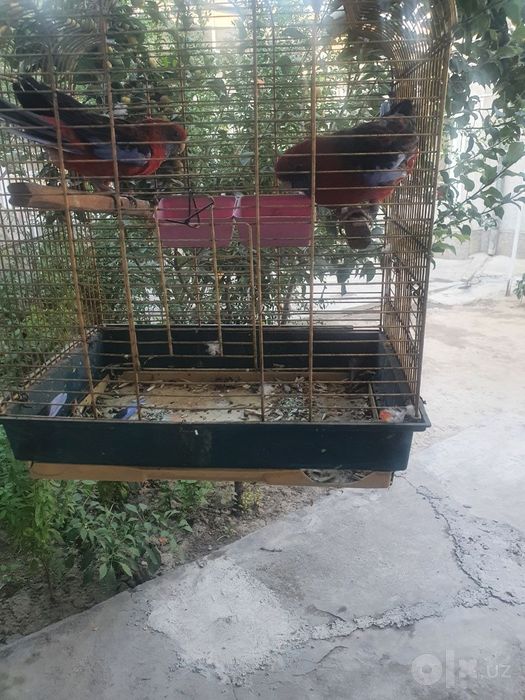Razella tayyor par sotiladi sogʻlom qushlar