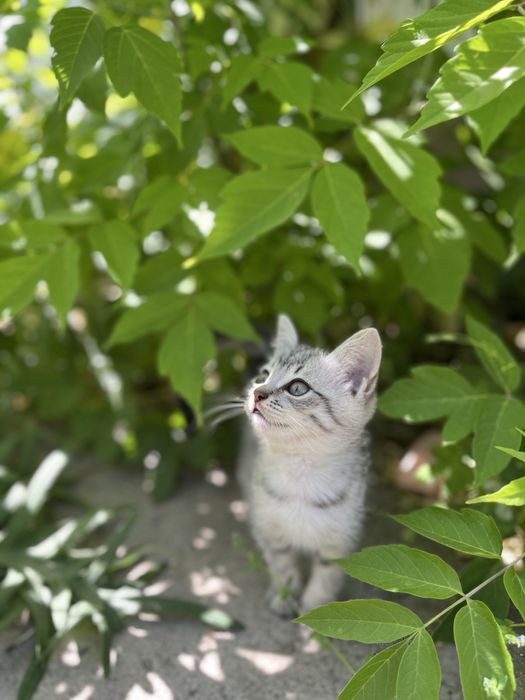 Котята 2 месяца , мальчики
