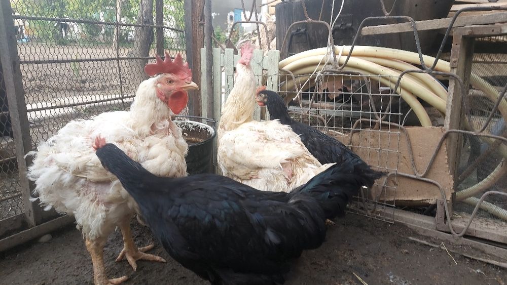 Продаются куры бройлеры петушки товук broller жужа