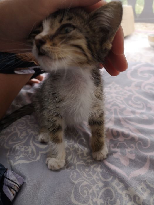Котенки красавцы