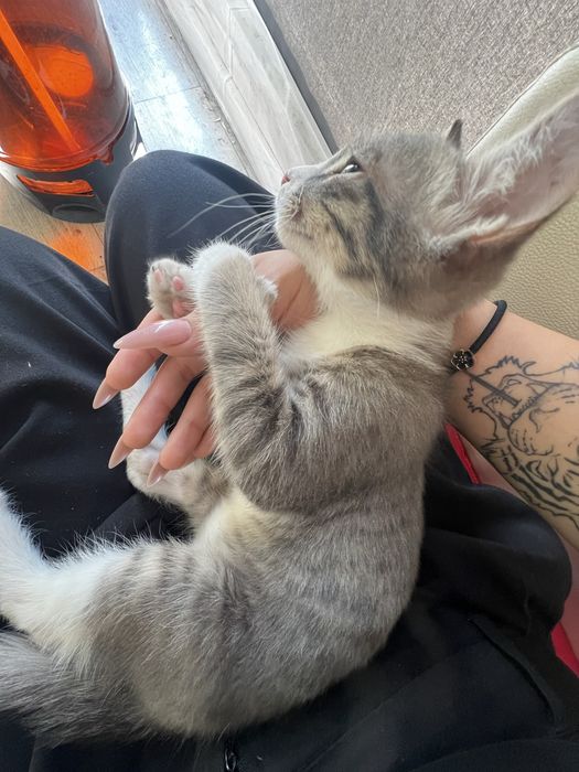 котенок маленький