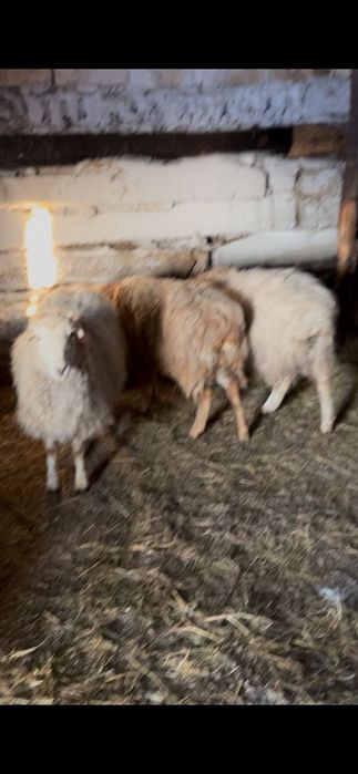 Семиз кой - токтылар сатылады