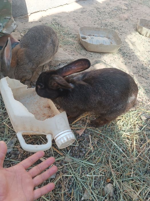 Коян сатылады срочно