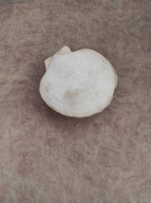 Раковини за декорация