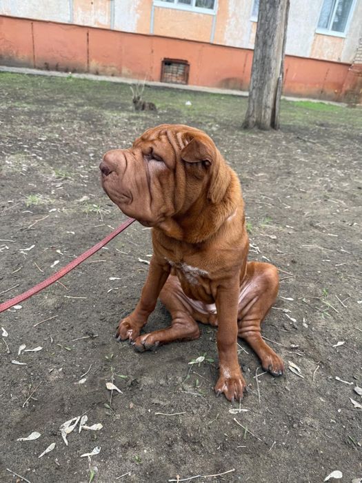 Продам шарпея 8 месяцев