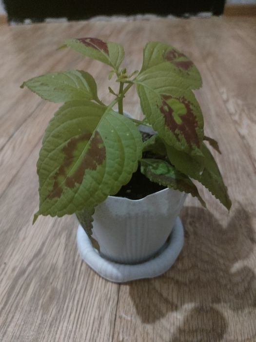 Продам комнатные цветы