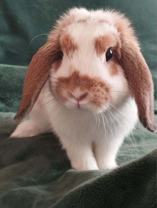 Quyon sotiladi qarshi shahar