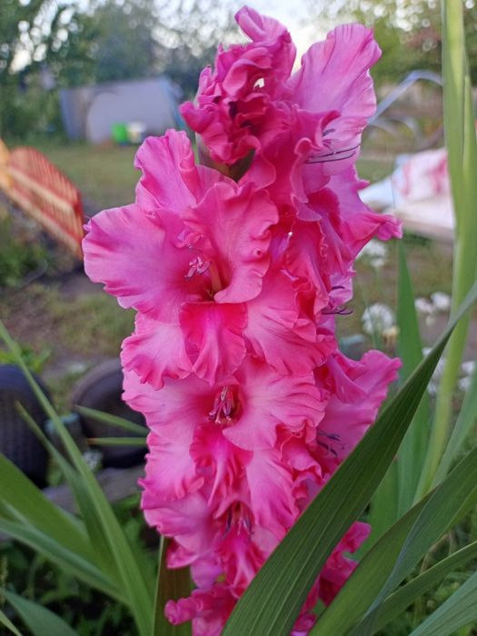 Гладиолус луковицы