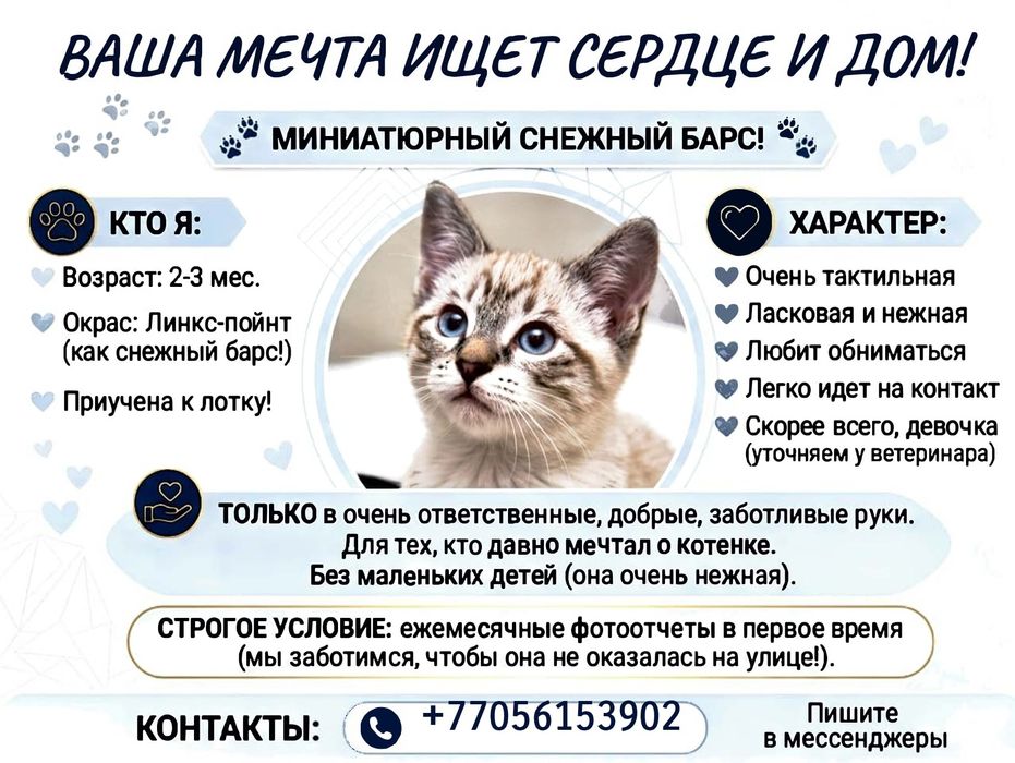 Малышка"Снежный барс"ищёт своего человека