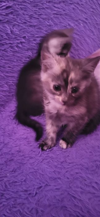 Котята мелкие бусинки