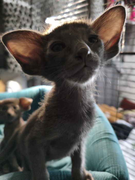 Ориентальные котята экстримального современного типа