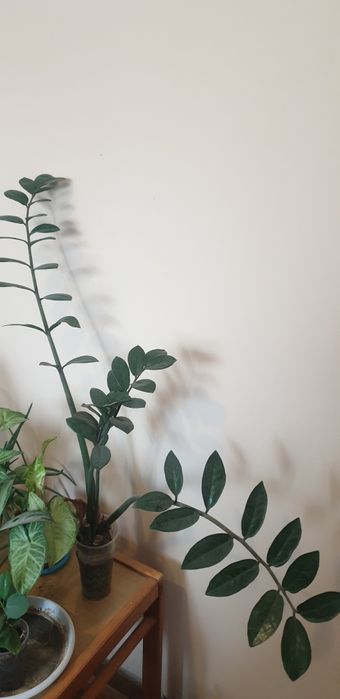 Комнатные цветы  по 2000