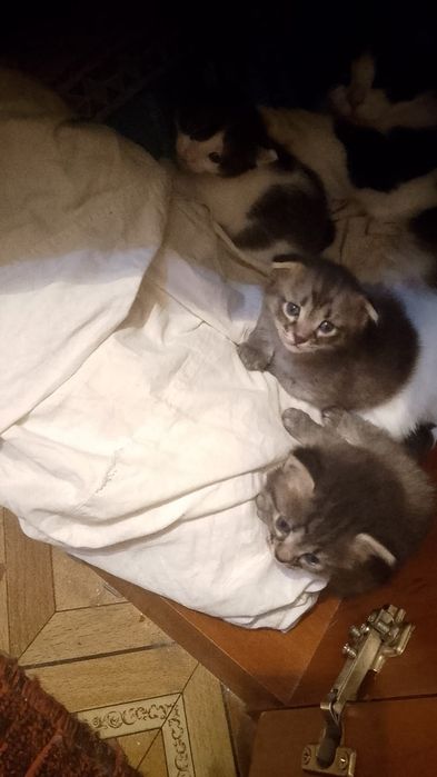 Котята в добрые руки