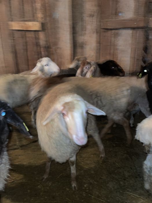 Токтылар бараны семиз