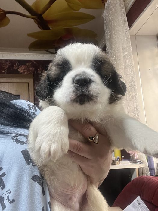 Щенки сенбернара