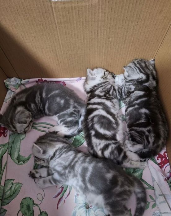 Шотландские котята продам