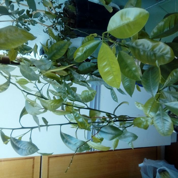 Продам саженцы Мурраи.