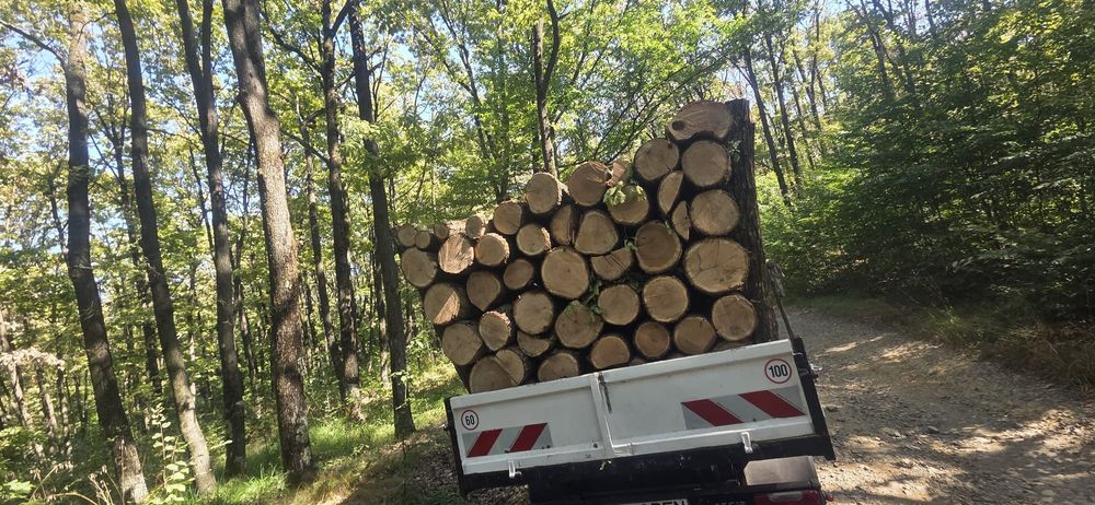 Vând lemn foc esențe tari rog si ofer seriozitzitate  transport gratuit  direct la dvs acasa