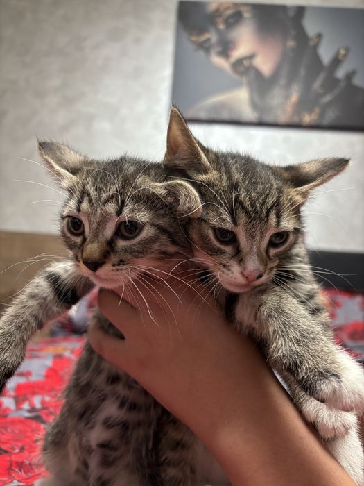 pisici spre adopție