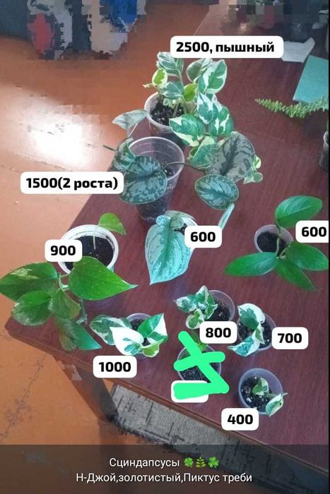 Отростки и цветочки