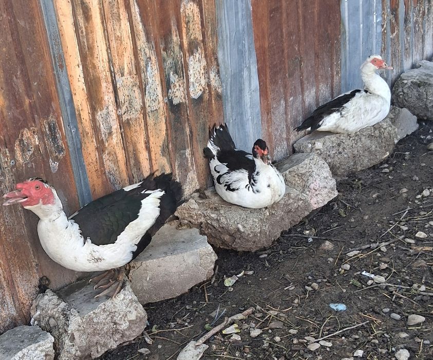 Pasari-rate și gâște