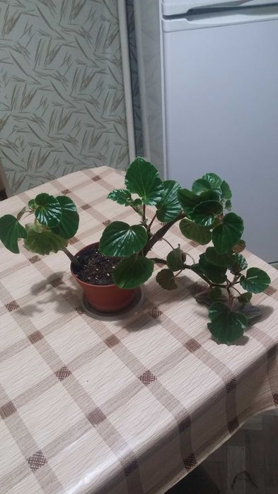 Бегония комнатная