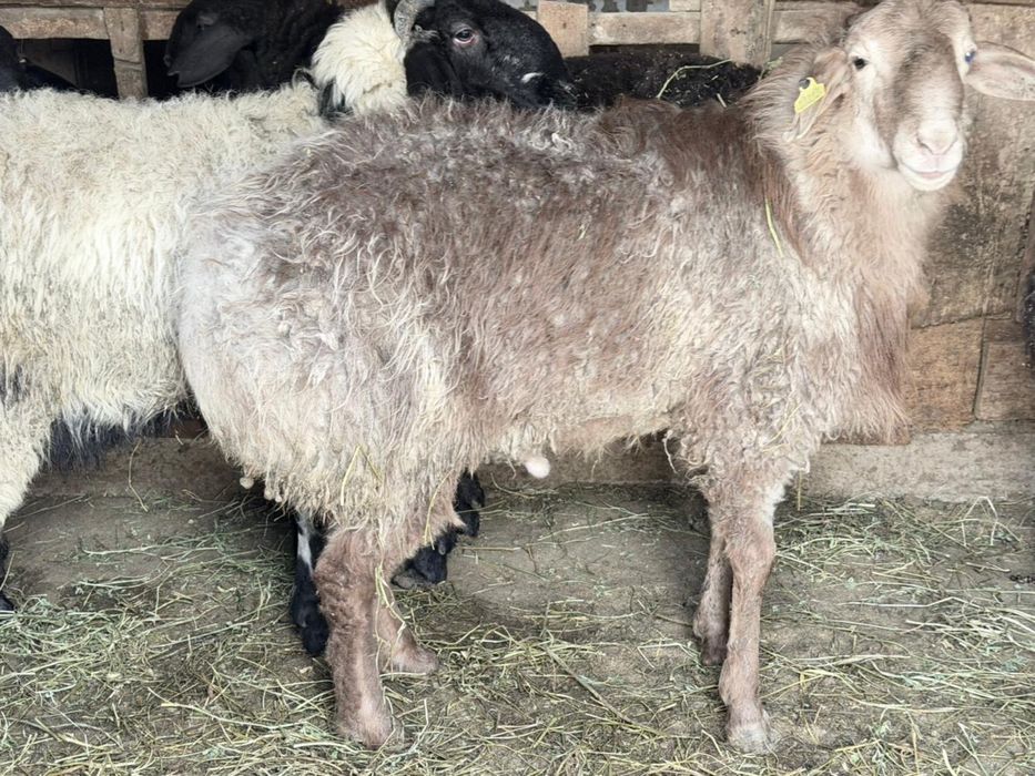 Кой кошкар сатылады