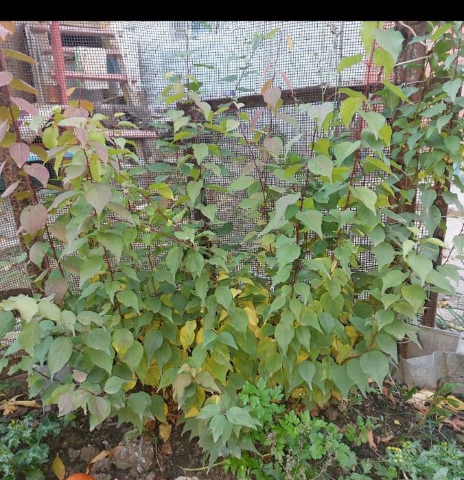 Продам урюк (абрикос) рассаду