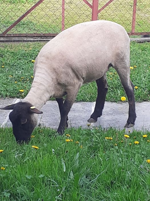 Vând mieluță suffork