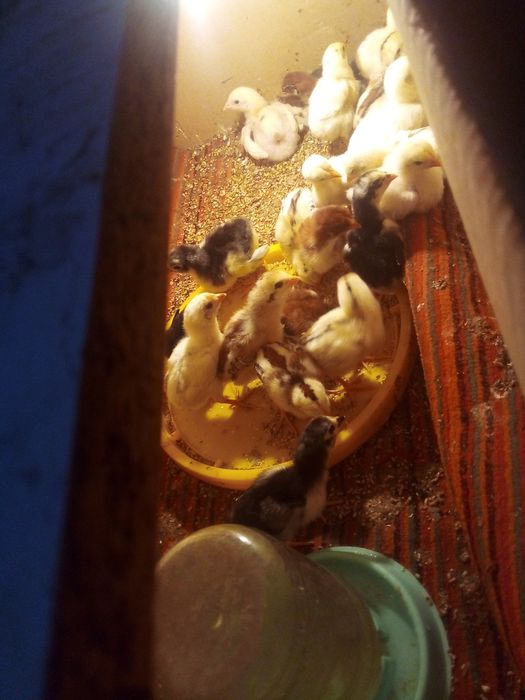 ganoy kareya jujalari sotuda