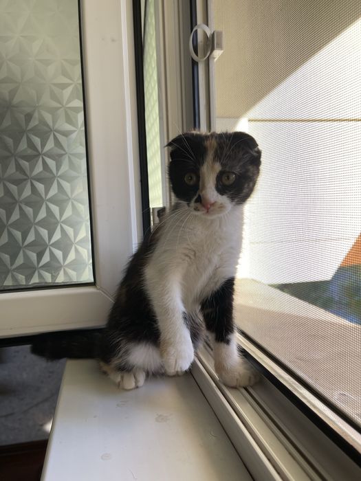 Котенок Scotish Fold
