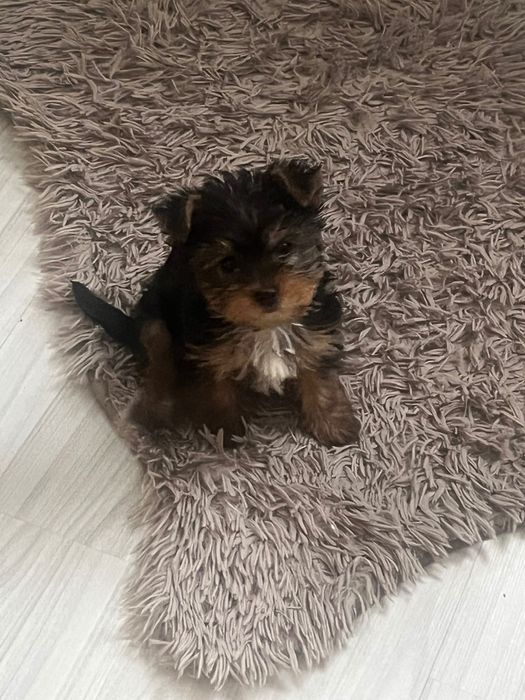 Йорки на два месеца