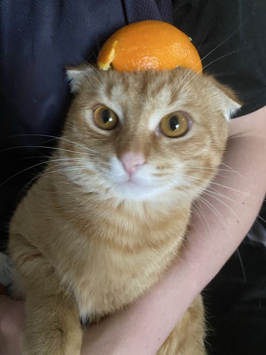 От дам даром в добрые руки кота