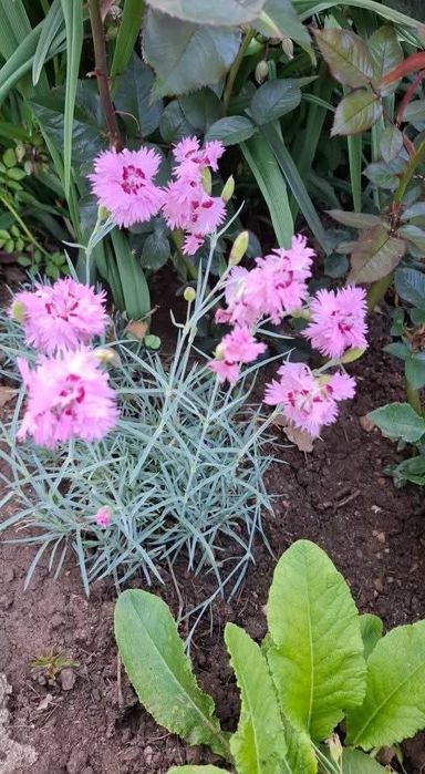 Цветя за балкона и градината. Цена от 0.25-7.50€/бр