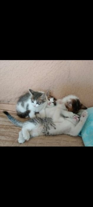 котята в добрые руки