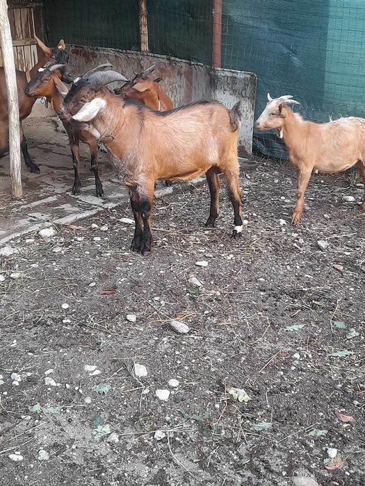 Vând țap metiș anglonubian.alpin.