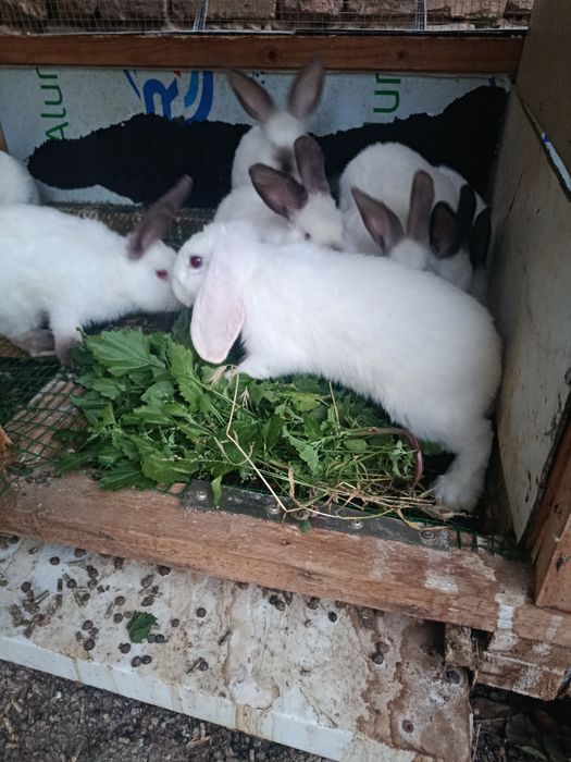 Quyonlar 2 ta karlik 7 ta Kaliforniya