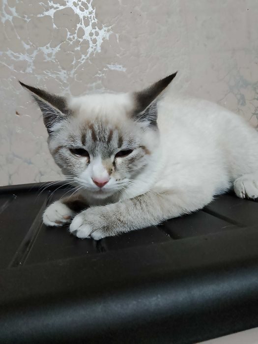 Отдам котёнка в хорошие руки