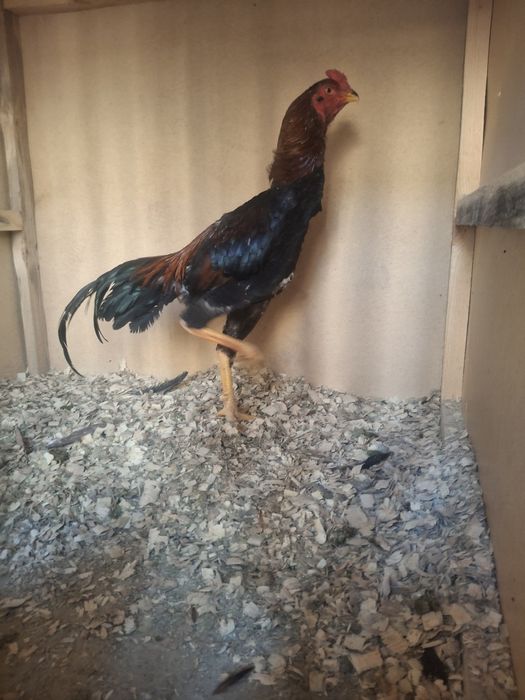 Қаны таза зат сатамын..