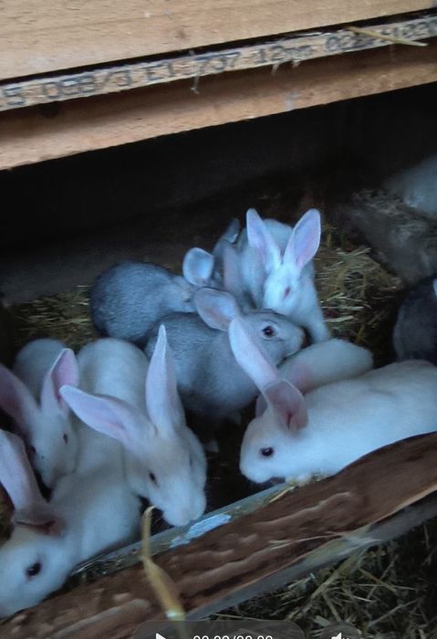 Femela fluture cu 5 pui