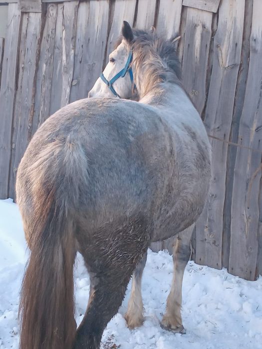 Кабыла с аткорма