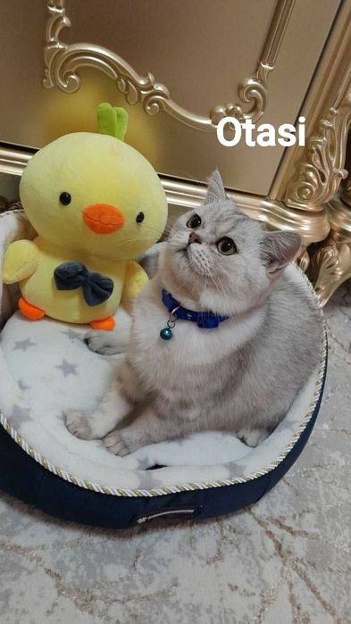 Zoti: Britaniya kalta yungli
Tavsif
Zoti :British Shorthair
Yoshi: 3oy