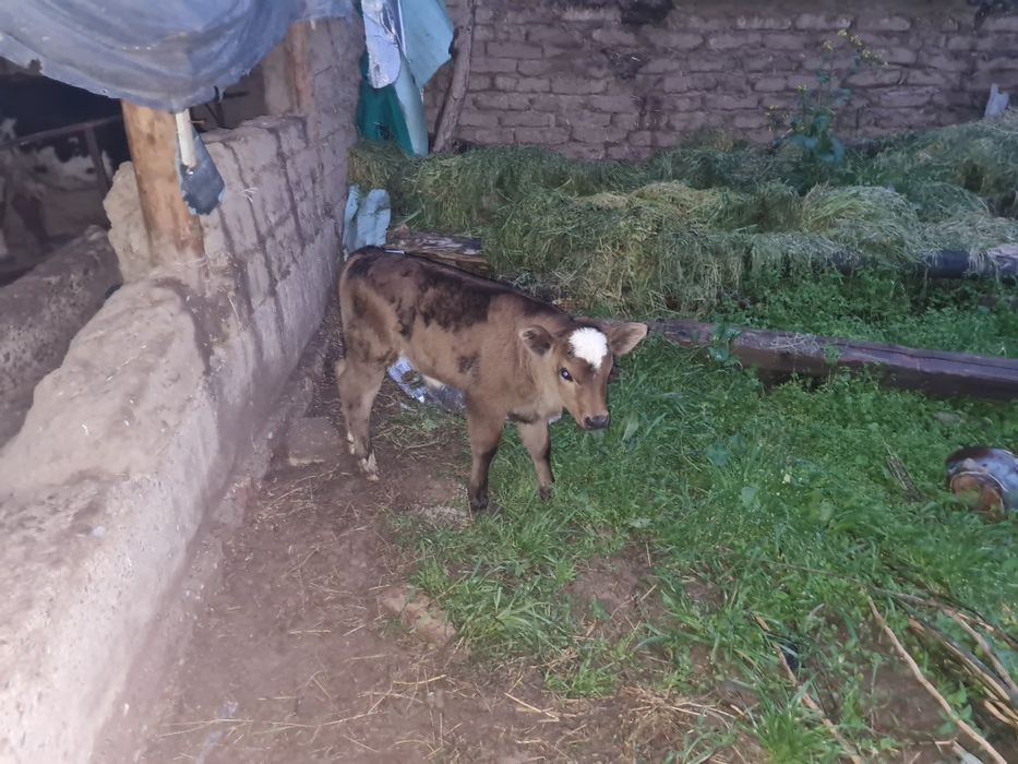 Ona bola sigir sotiladi