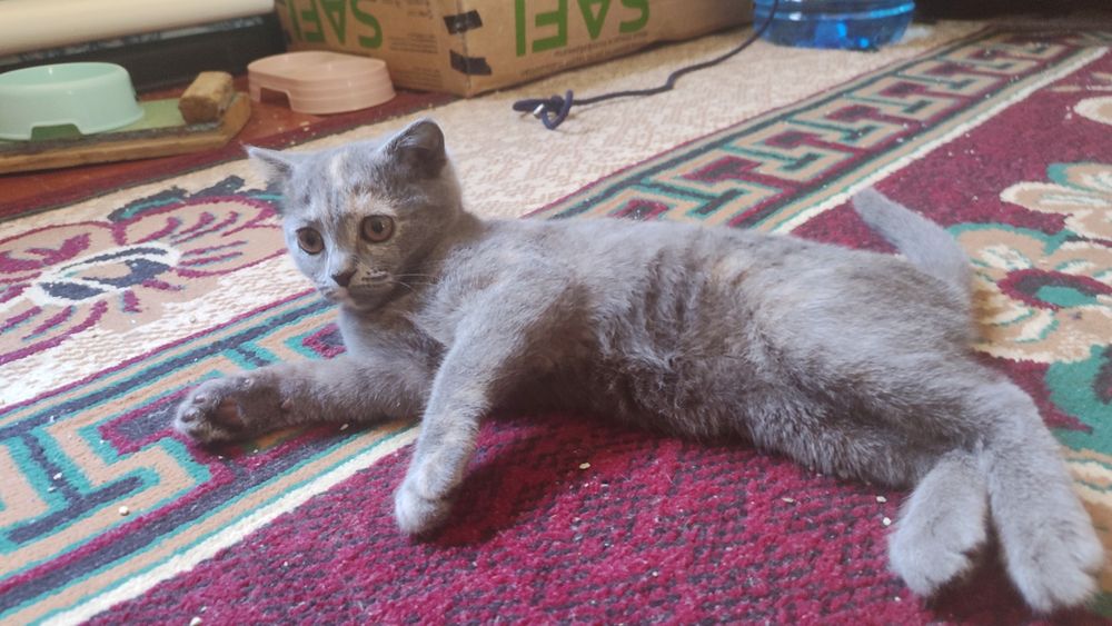 Котенок скотиш фолд