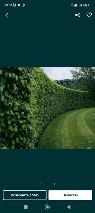 Живая изгородь,деревья,