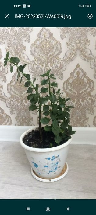 Продам срочно цветы