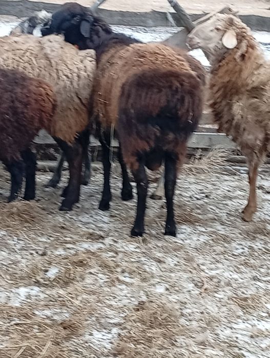 Кошкар  на племя