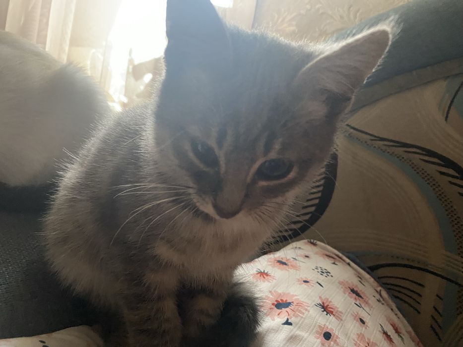 Отдам котят в добрые руки