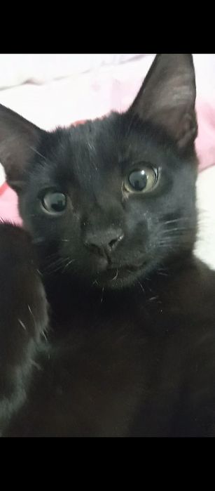 Отдам котенка 4 мес