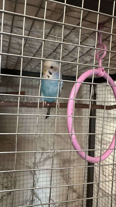 отдаю 2 красивых попугай+клетка!